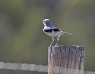 Loggerhead Shrike 3588